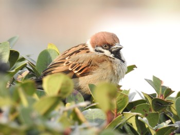 Eurasian Tree Sparrow Hibiya Park Sun, 3/17/2019