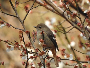 ジョウビタキ 三重　中村川 2019年3月17日(日)