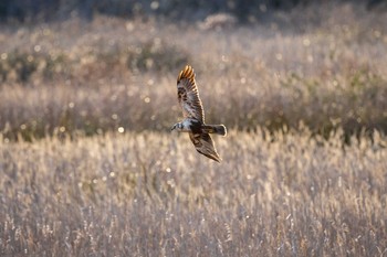 Eastern Marsh Harrier 山口県 山口市 Sat, 3/16/2019