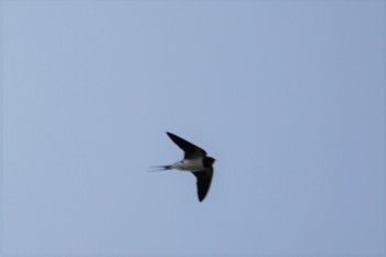 2019年3月17日(日) 昆陽池の野鳥観察記録