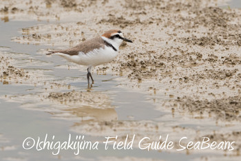 シロチドリ 石垣島 2019年3月17日(日)