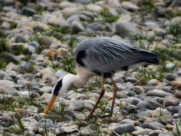 Grey Heron