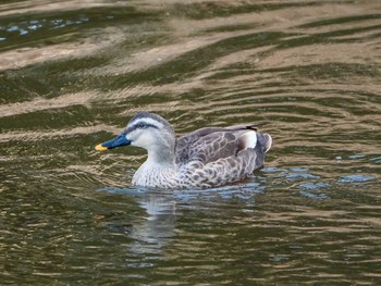 カルガモ 日比谷公園 2019年3月9日(土)