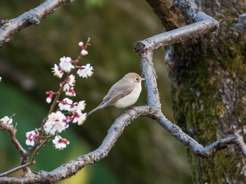 ニシオジロビタキ 日比谷公園 2019年3月9日(土)