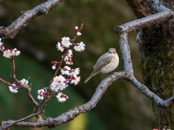 ニシオジロビタキ 日比谷公園 2019年3月9日(土)