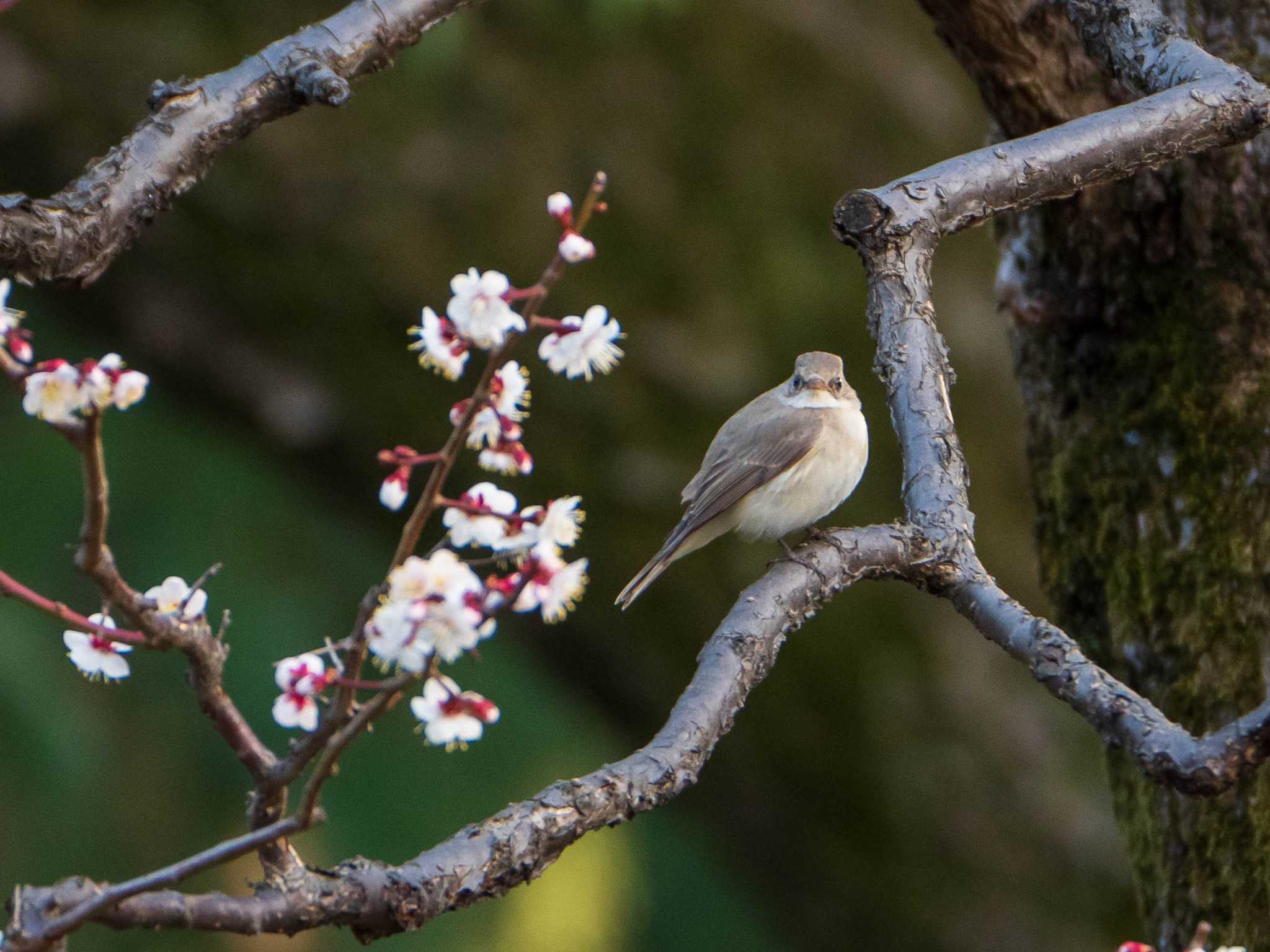 日比谷公園 ニシオジロビタキの写真 by ryokawameister