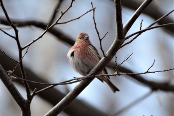 Pallas's Rosefinch 岡谷林道 Sun, 3/17/2019