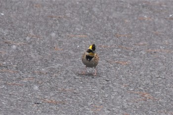 Yellow-throated Bunting 岡谷林道 Sun, 3/17/2019