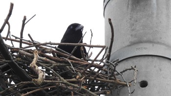 カササギ 佐賀県唐津市 2019年3月14日(木)