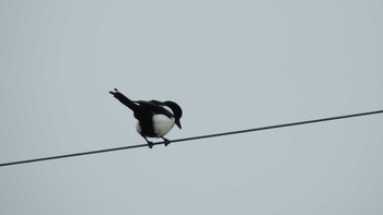 Eurasian Magpie 佐賀県唐津市 Thu, 3/14/2019