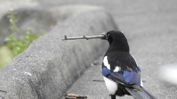 Eurasian Magpie 佐賀県唐津市 Thu, 3/14/2019