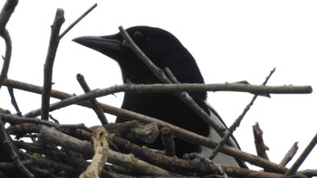 カササギ 佐賀県唐津市 2019年3月14日(木)