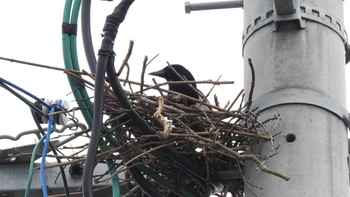 カササギ 佐賀県唐津市 2019年3月14日(木)