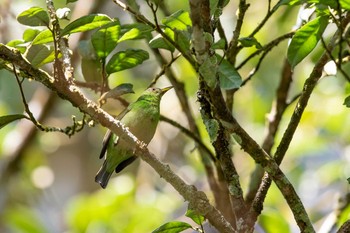 Green Honeycreeper Cerro Azul Fri, 1/4/2019