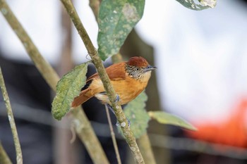 Barred Antshrike Cara Lguana Mon, 1/7/2019