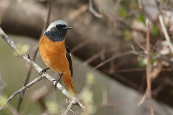 Daurian Redstart 東京都多摩地域 Sat, 3/16/2019