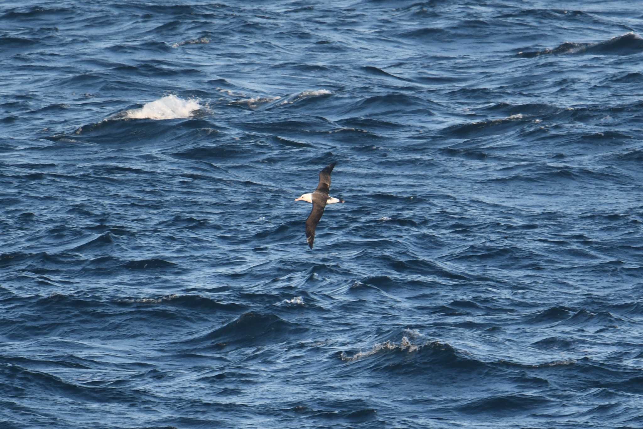 Photo of Laysan Albatross at 大洗-苫小牧航路 by あひる