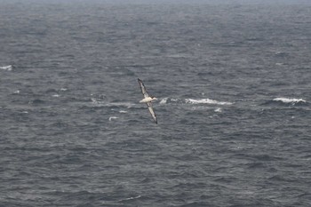 Short-tailed Albatross 大洗-苫小牧航路 Sat, 3/16/2019