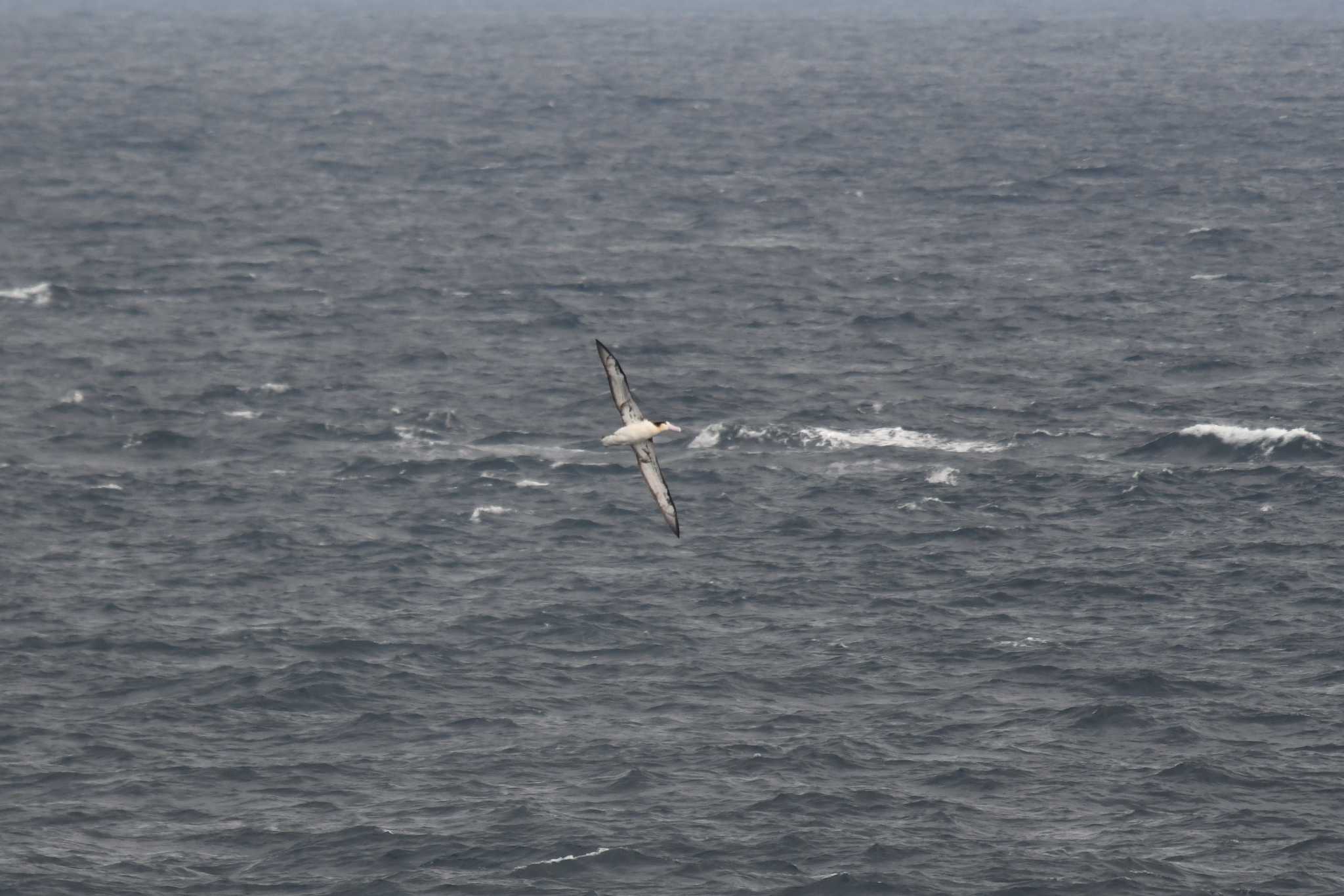 Short-tailed Albatross