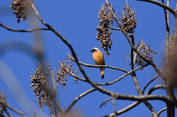 2017年11月25日(土) 小石川植物園の野鳥観察記録