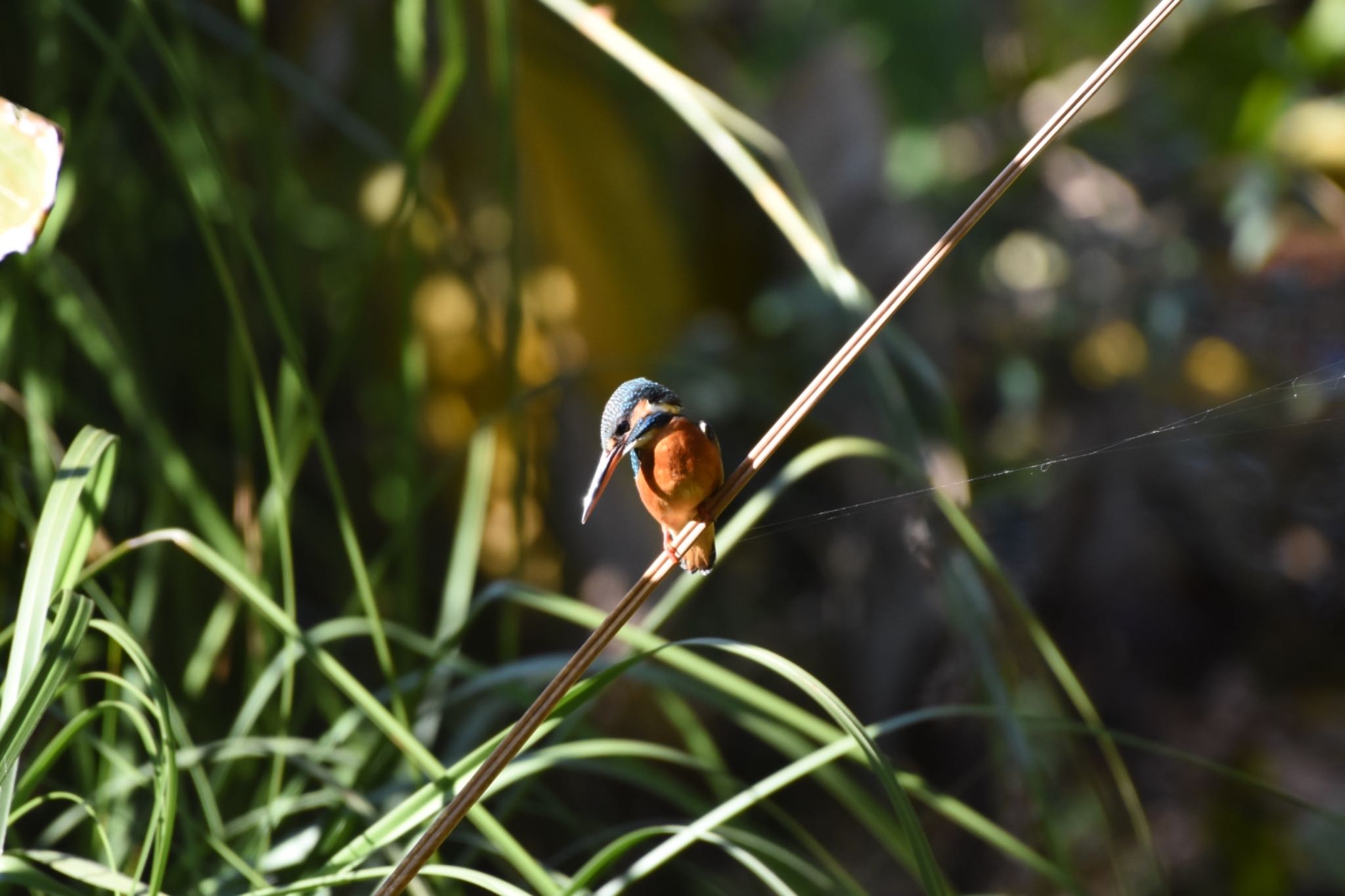 小石川植物園 カワセミの写真 by Hofstadter2303