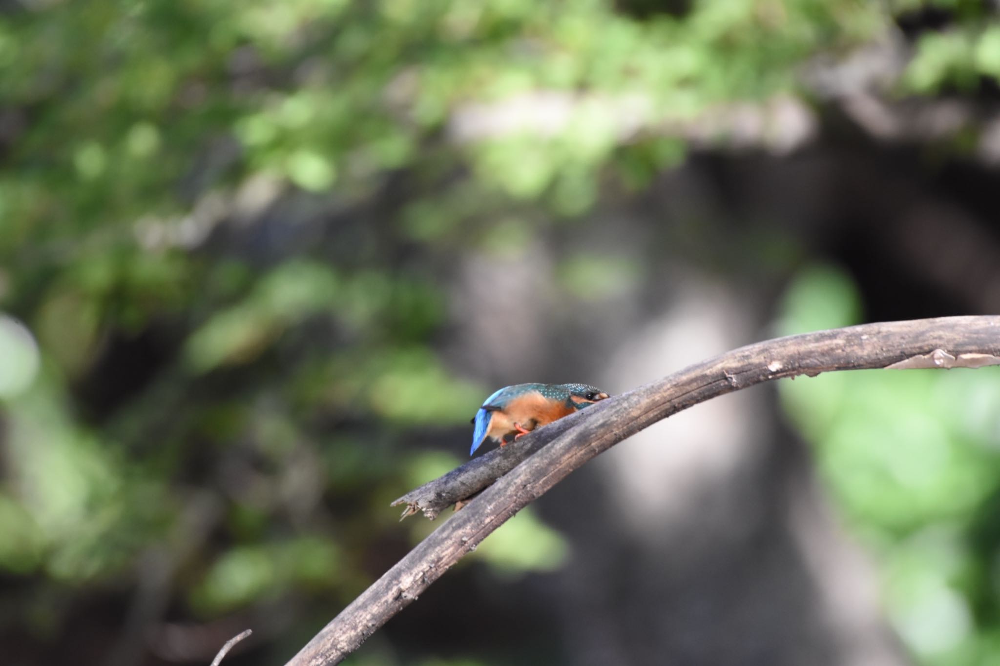 小石川植物園 カワセミの写真 by Hofstadter2303