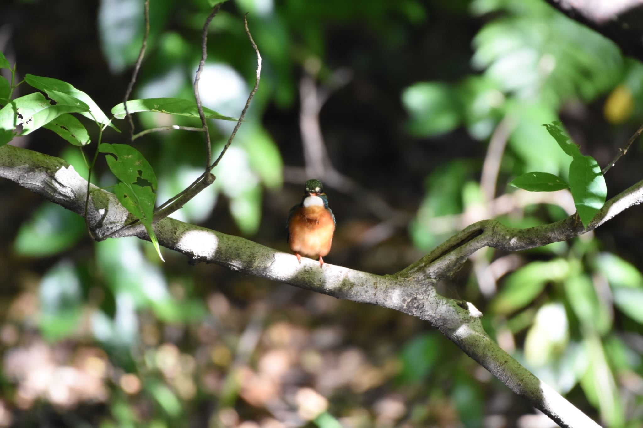 小石川植物園 カワセミの写真 by Hofstadter2303