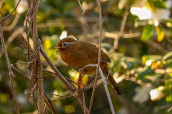 2019年3月14日(木) 三ツ池公園(横浜市鶴見区)の野鳥観察記録