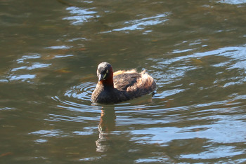 2019年3月13日(水) 三ツ池公園(横浜市鶴見区)の野鳥観察記録