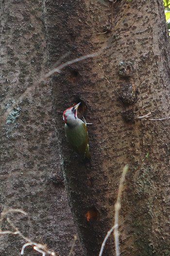 2019年3月15日(金) 三ツ池公園(横浜市鶴見区)の野鳥観察記録