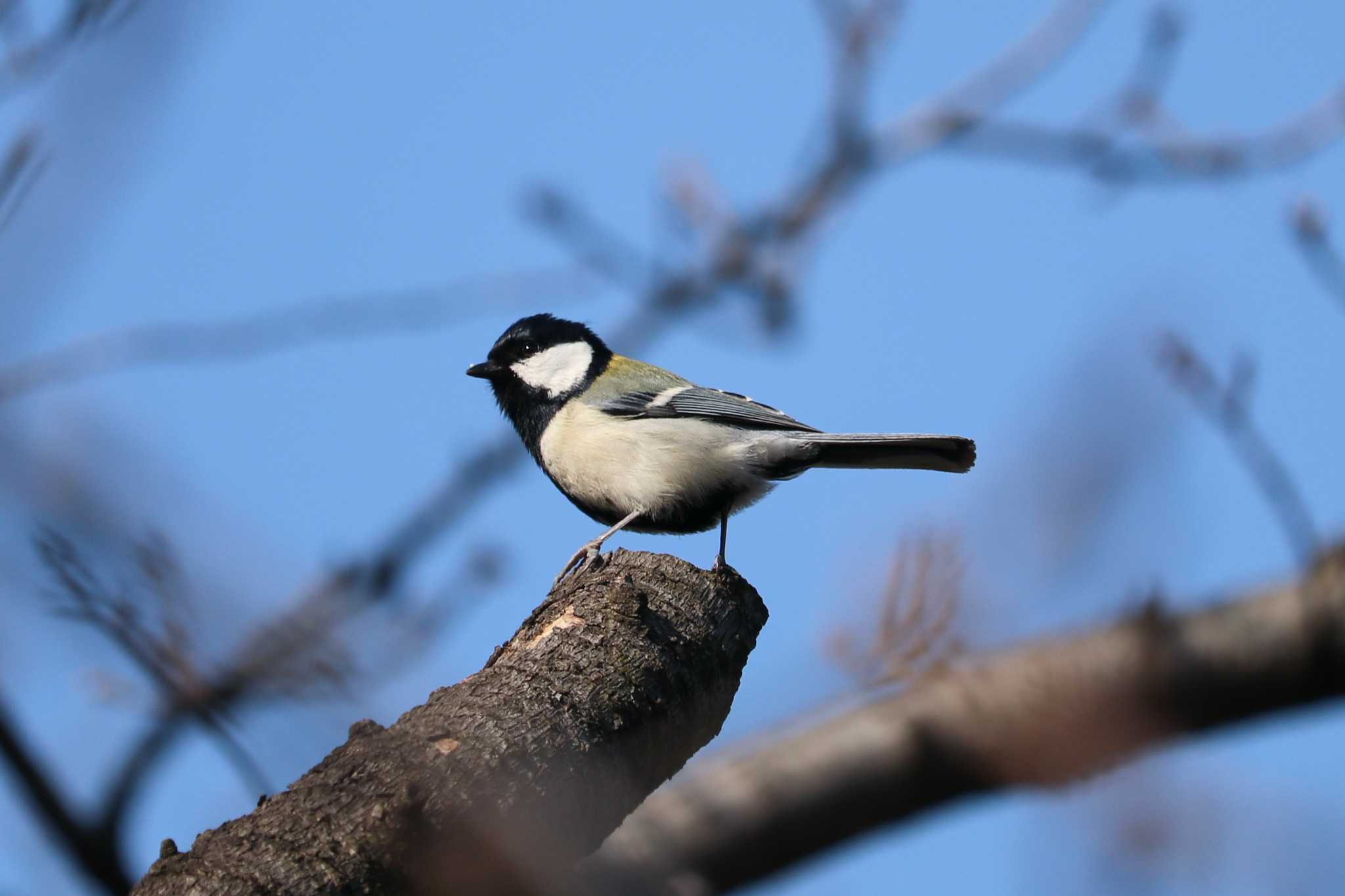 シジュウカラ