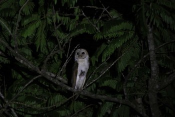 Western Barn Owl