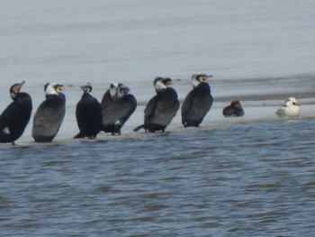 カワウ 石狩 茨戸川 2019年3月18日(月)