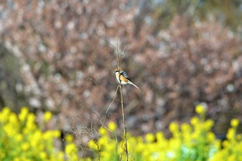 2019年3月18日(月) 加木屋緑地の野鳥観察記録