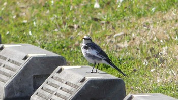 2019年3月18日(月) 大泉緑地の野鳥観察記録