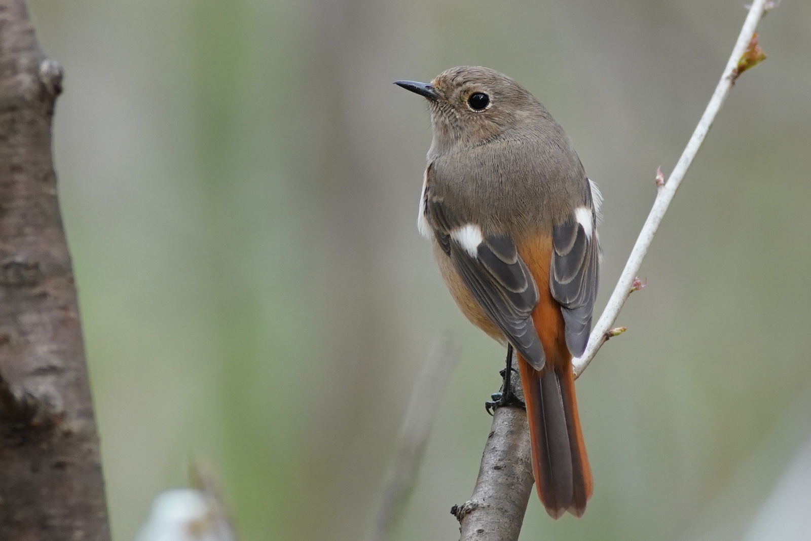 Photo of Daurian Redstart at 東京都多摩地域 by Orion-HAS