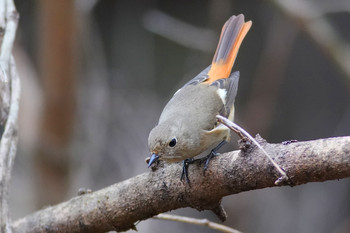 Daurian Redstart 東京都多摩地域 Sat, 3/16/2019