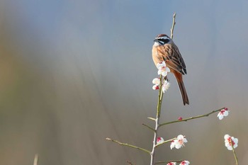 Meadow Bunting 定光寺 Sat, 3/16/2019