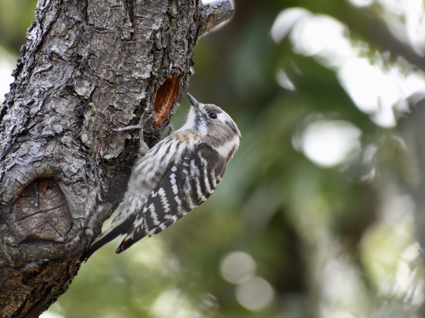 Photo of Japanese Pygmy Woodpecker at  by ヨウコ