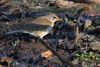 Pale Thrush 小幡緑地公園 Sat, 3/16/2019