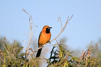 Hooded Oriole Todos Santos (Mexico) Wed, 12/26/2018