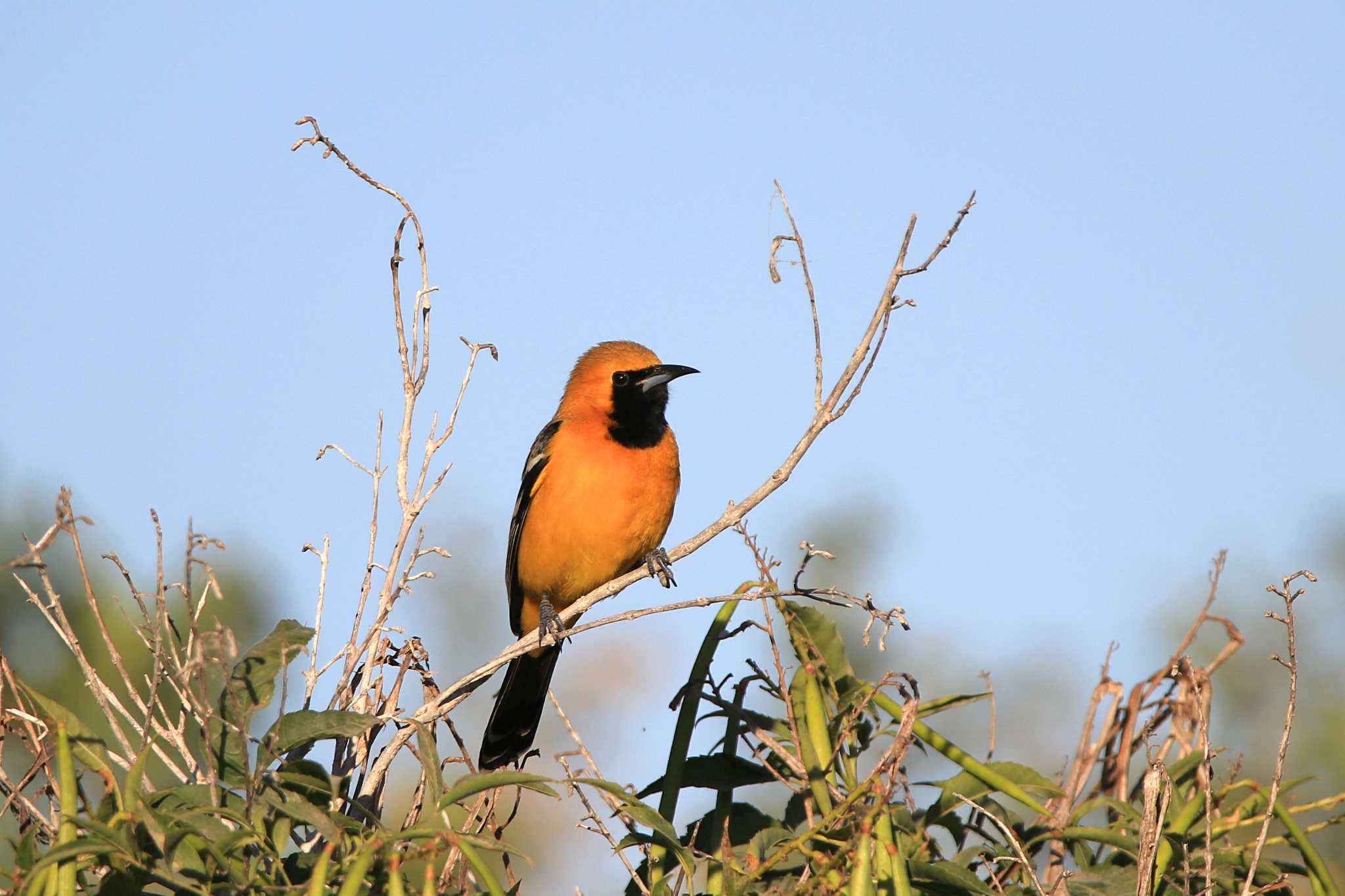 Photo of Hooded Oriole at Todos Santos (Mexico) by とみやん