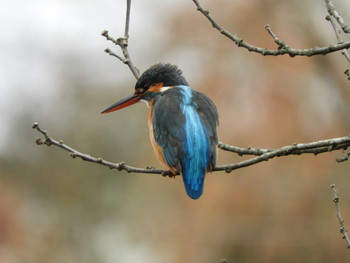 Common Kingfisher 川口市 Sat, 3/2/2019