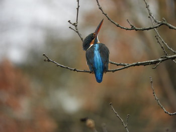 Common Kingfisher 川口市 Sat, 3/2/2019