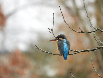 Common Kingfisher 川口市 Sat, 3/2/2019