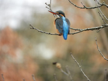 Common Kingfisher 川口市 Sat, 3/2/2019