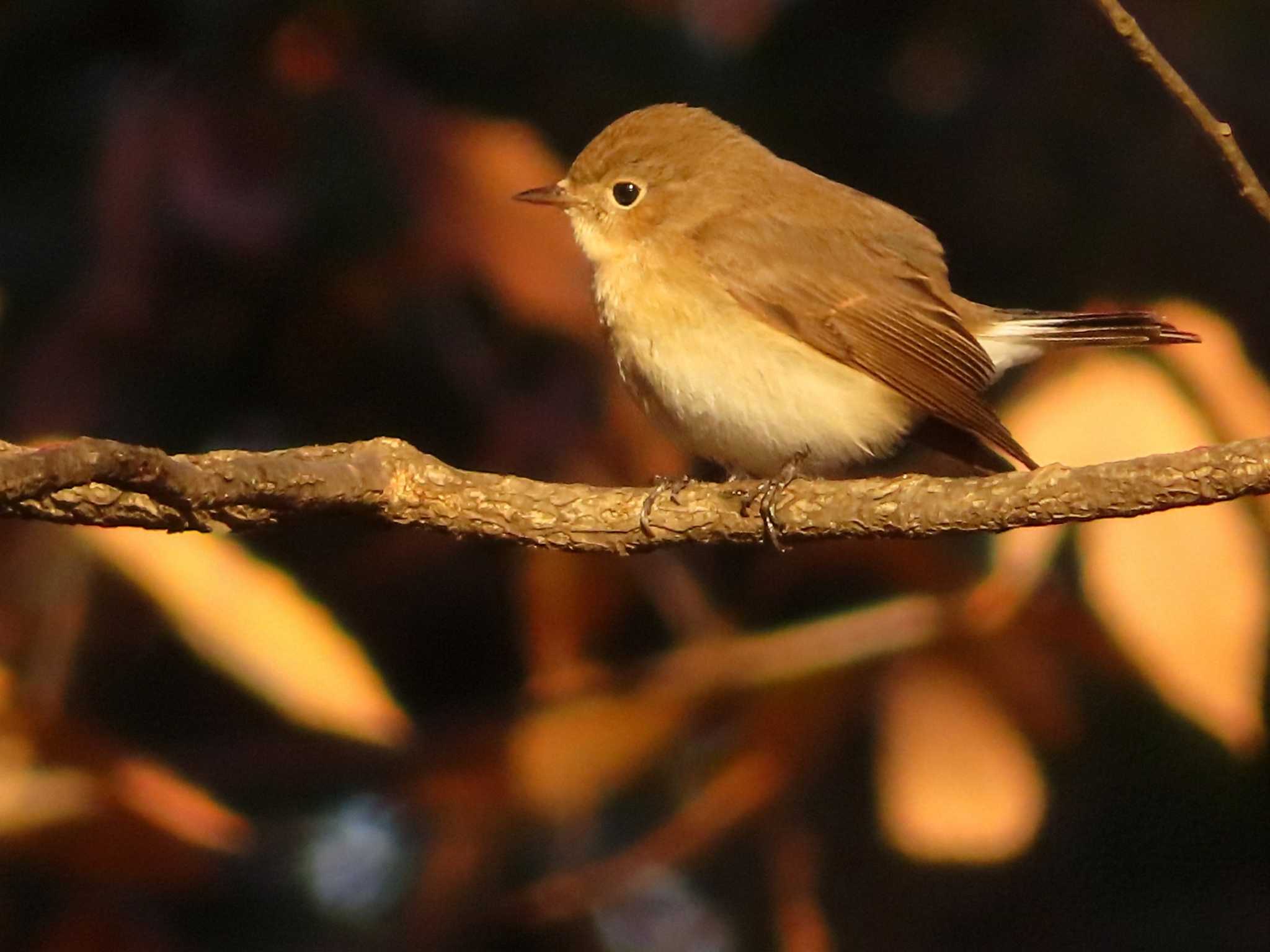 2024年12月20日(金) 清瀬金山緑地公園の野鳥観察記録 by ゆ 2024年12月20日(金) 清瀬金山緑地公園の野鳥観察記録 by ゆ