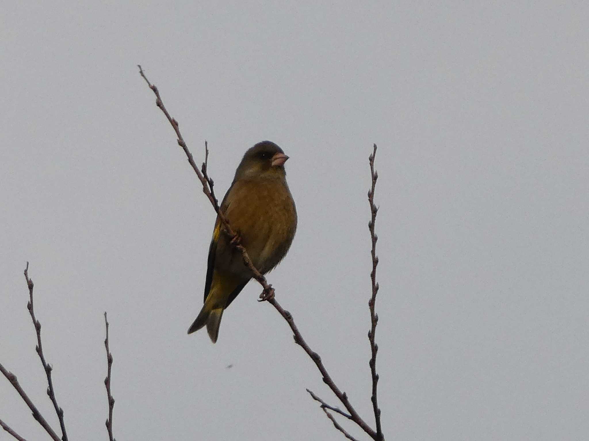 Grey-capped Greenfinch