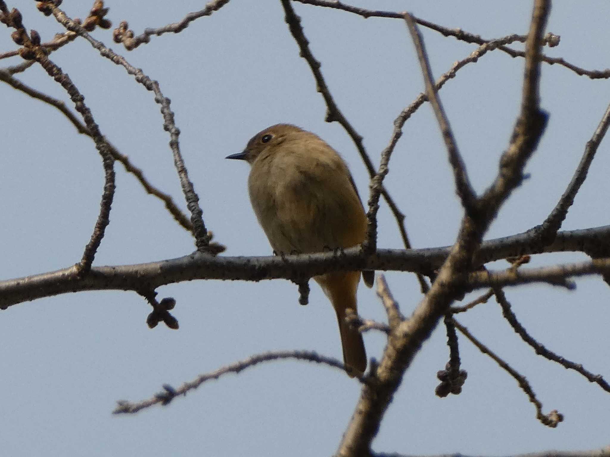 Daurian Redstart