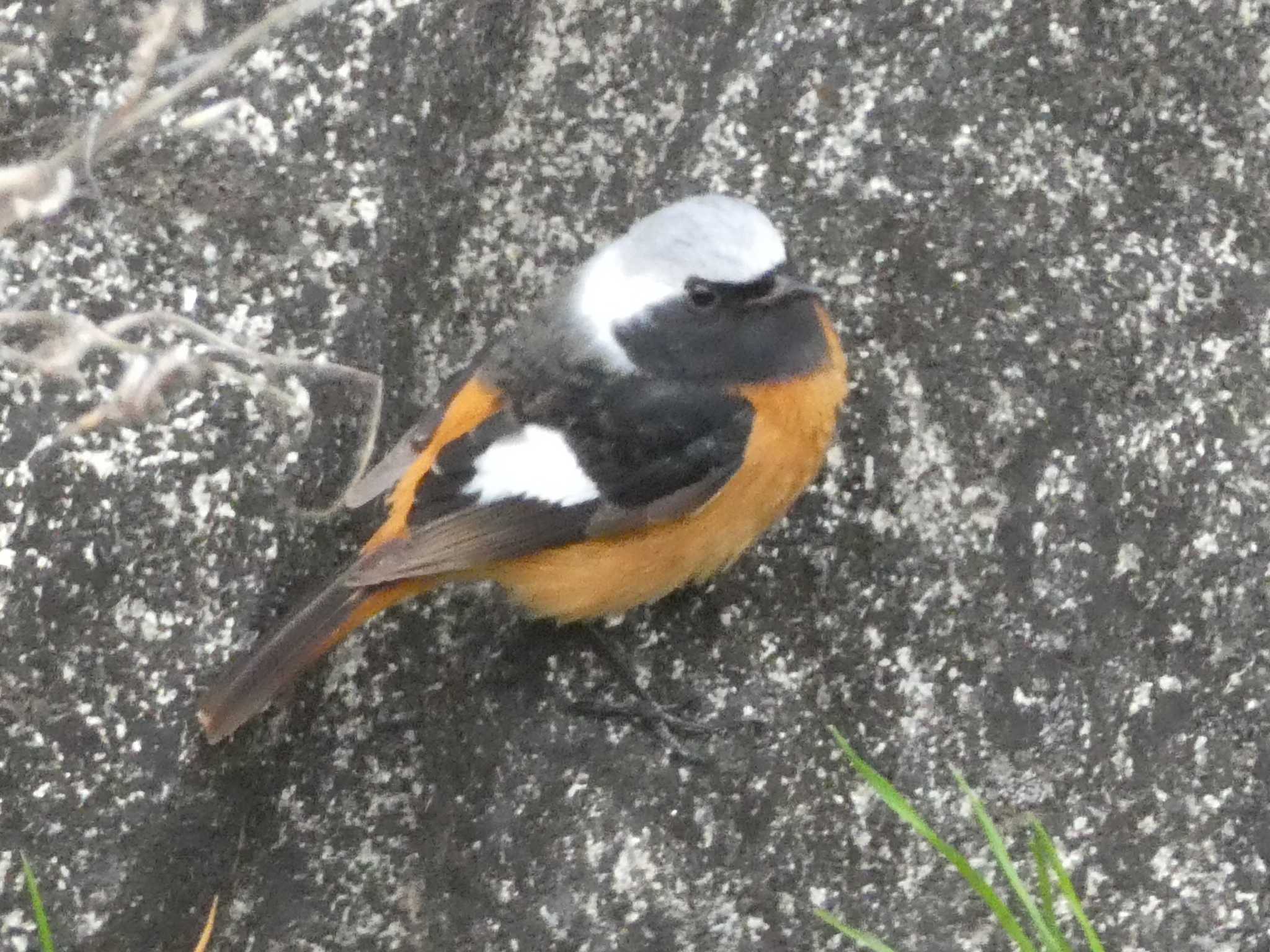 Daurian Redstart